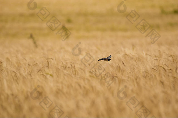 大自然中，鸟儿在农村麦田上寻找食物