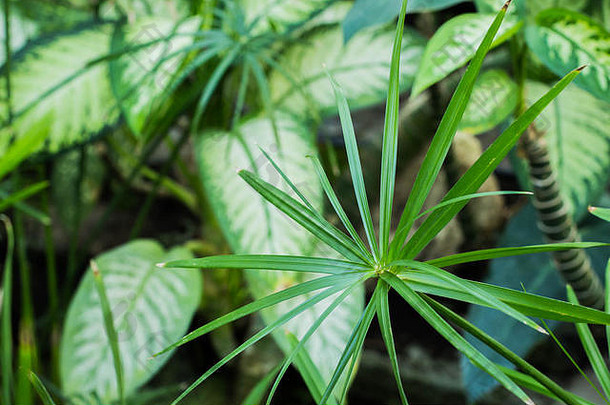 塞尔维亚贝尔格莱德植物园温室热带部分的Dieffenbachia和纸莎草叶