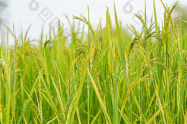 亚洲农田粮食中的稻田