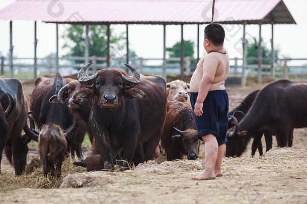 泰国农村的传统场景，水牛群在农场由泰国农民<strong>牧童</strong>照料。亚泰内陆文化、生活、职业