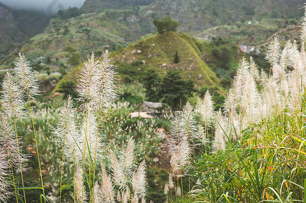 景观植被山当地的住宅保罗谷培养甘蔗咖啡芒果植物日益增长的谷圣人安塔岛角海岸