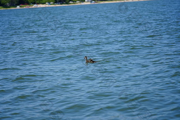 野鸭<strong>鸭子游泳</strong>河湖边公园喜欢紫胶威斯康辛州
