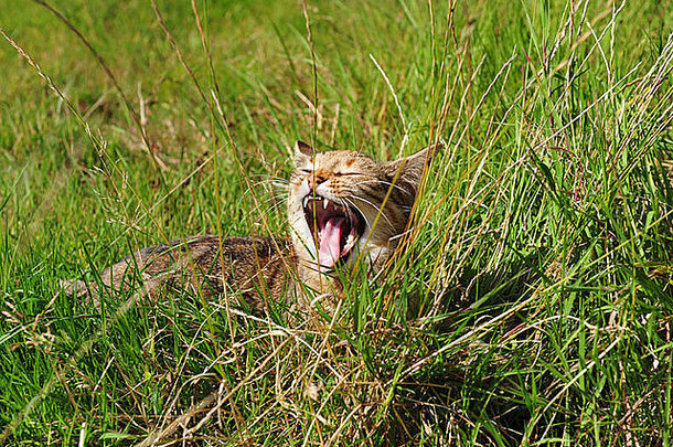 小猫躺在绿草上打呵欠