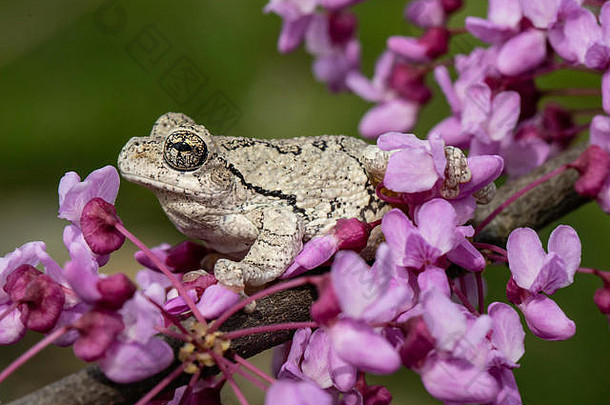 一棵盛开的东方紫荆树上的灰色树蛙——花叶兰