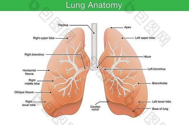 组件人类肺