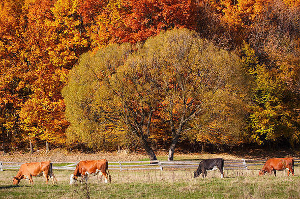 在秋天的农田牧场上吃草的奶牛。