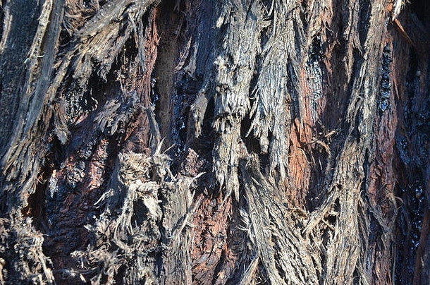 树皮树松木皮肤背景粗糙的棕色（的）摘要树干董事会表面特写镜头自然腐烂的行历史
