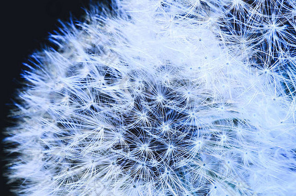 用绒毛和种子在蓝色背景上吹蒲公英植物的球。美丽蓬松蒲公英的特写镜头。蒲公英种子的神奇降落伞。