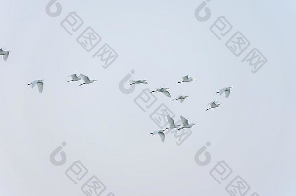 群白色鸟飞行灰色天空模糊运动