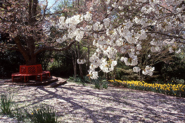 春天花园山威尔逊蓝色的山特色水仙花开花李属树红色的圆形树板凳上南威尔士澳大利亚