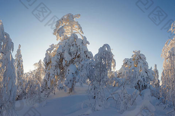 阳光明媚的一天森林乌拉尔山冬天森林俄罗斯自然松树雪