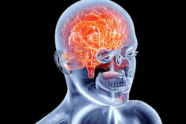 人类的大脑。三维渲染的解剖插图。