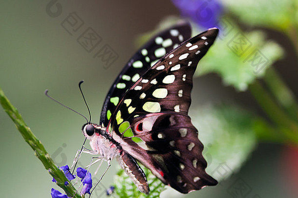 英国热带蝴蝶馆，以蓝色花朵为食的尾松鸦（graphium agamenon）蝴蝶