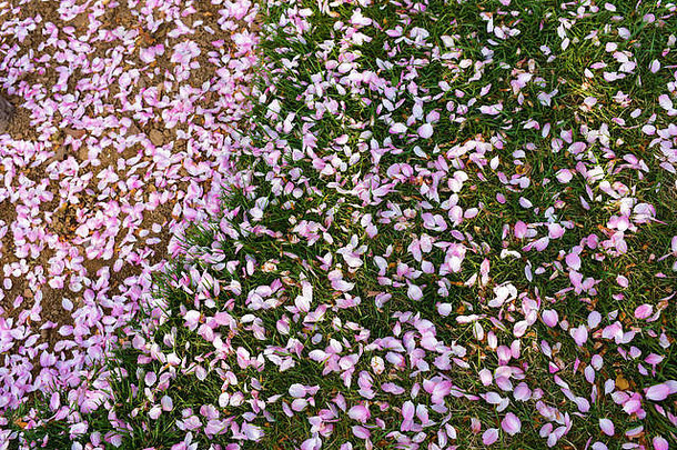 草地和土壤上粉红色的花瓣