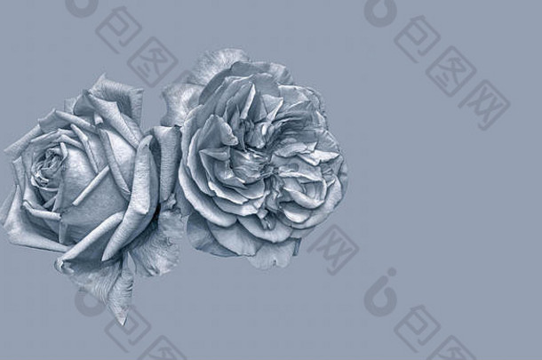 单兰色调的艺术静物画，一对孤立的玫瑰花，色兰灰色背景，细致的纹理，复古的绘画风格