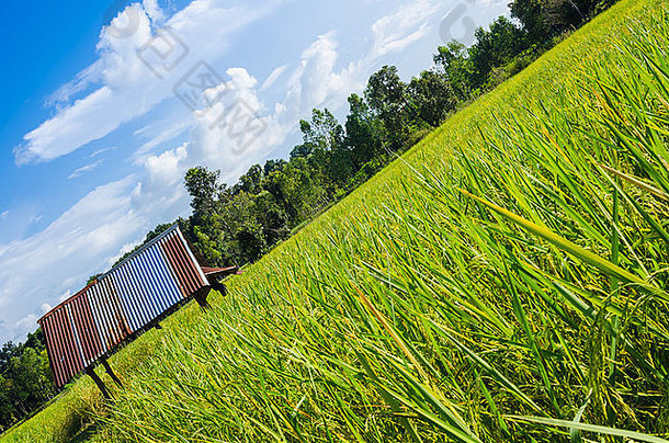 亚洲农田食物中的稻田与蓝天