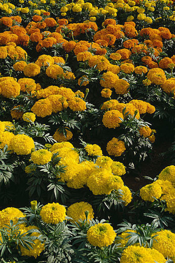 橙色和黄色万寿菊在大型夏季花园的边缘