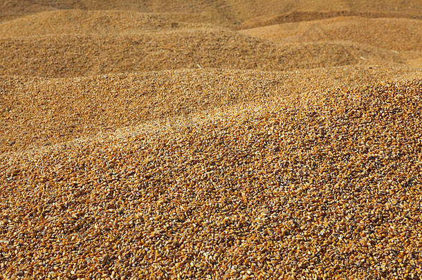 玉米背景堆玉米作物收获