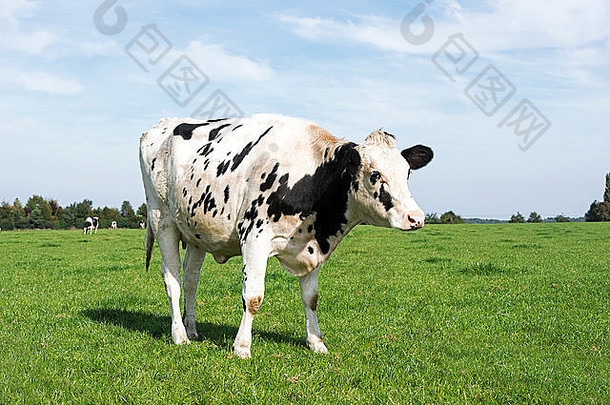 比利时一个农场的黑白<strong>奶</strong>牛在绿草中吃草