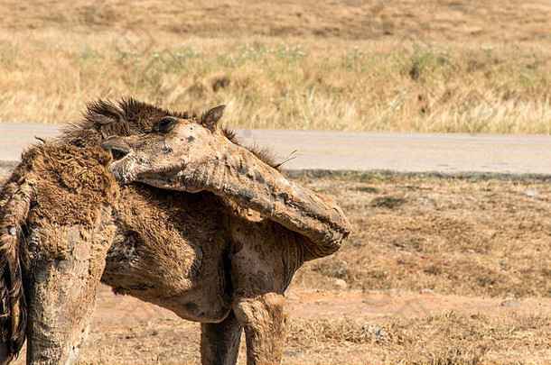 野生动物骆驼在阿曼萨拉拉<strong>风景区</strong>的摄像机内观看阿拉伯文8