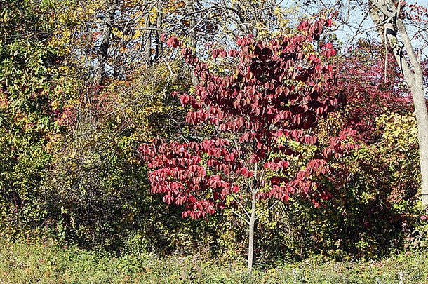 新泽西州秋天的树叶。树叶在转动。<strong>红黄绿</strong>橙。非常彩色的照片。