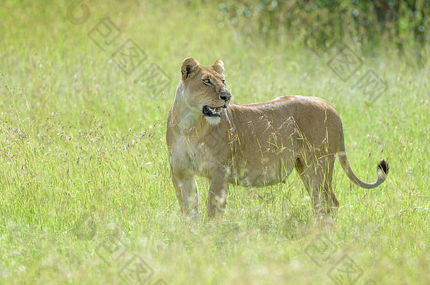 肯尼亚马赛马拉国家保护区，母狮（美洲狮狮子）站在有背光的大草原上