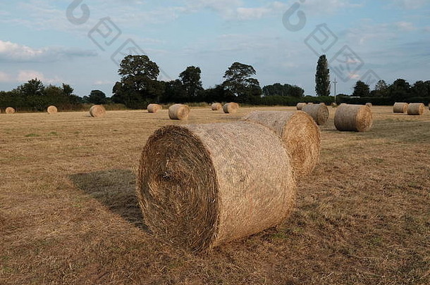 柴郡农场的干草制作、大圆捆。