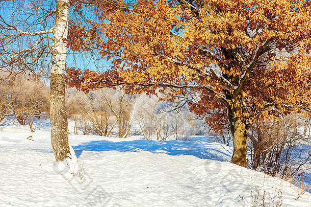 雪林中的霜冻树木，阳光明媚的早晨寒冷的天气。阳光下宁静的冬季自然。鼓舞人心的自然冬季花园或公园。平凉生态自然景观背景