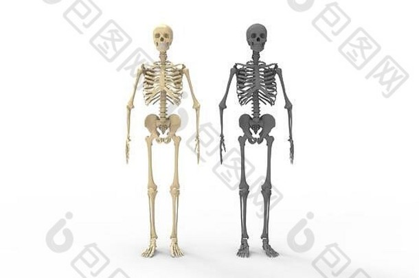 人体骨骼解剖结构站立骨骼的三维渲染
