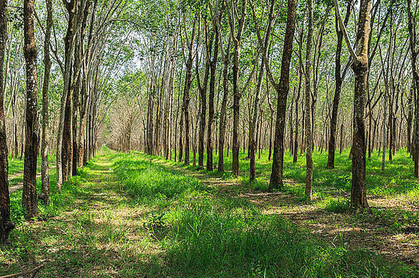 橡胶树种植园行培养树普吉岛泰国