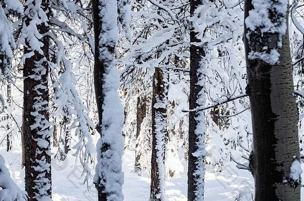 白天被雪覆盖的<strong>树</strong>