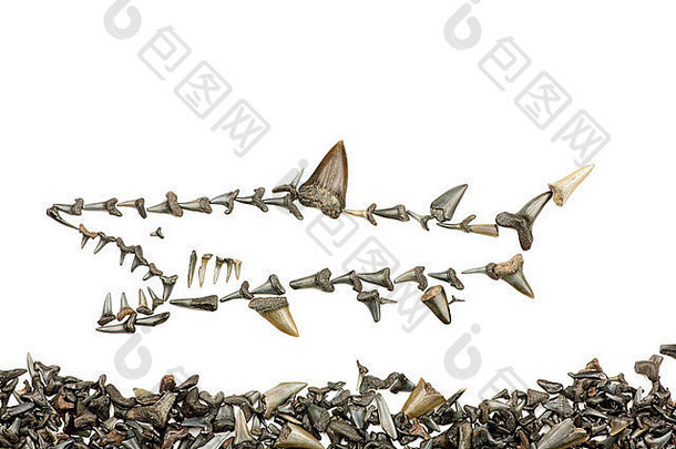 鲨鱼图片​​鲨鱼牙齿化石