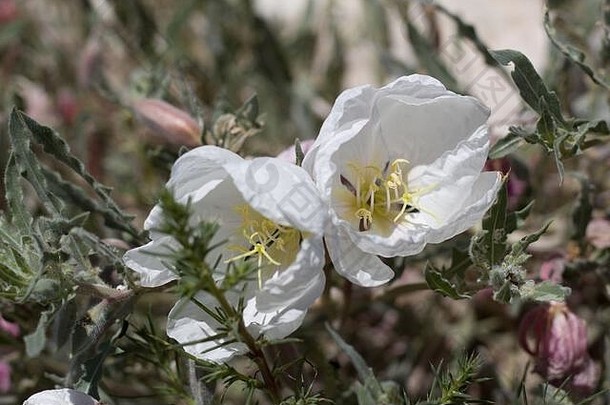 加利福尼亚晚报春花、加州月见草、水芹科，原产于春季南莫哈韦沙漠尤卡山谷边缘的多年生植物。