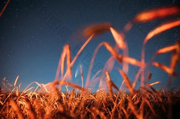 白俄罗斯7月彗星新智慧照明亮的晚上布满星星的天空年轻的小麦场晚上星星夏天农业