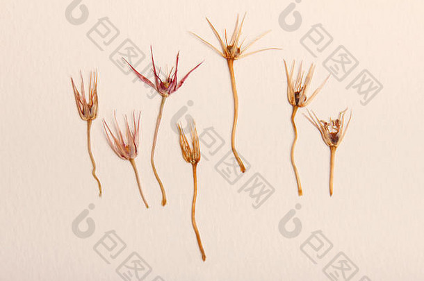 在纸背景图案上压榨干燥的春夏黄粉色花朵。用于剪贴簿花艺或植物标本室。