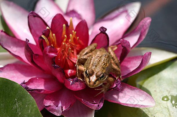 一只青蛙在一朵鲜艳的粉色莲花上<strong>沐浴阳光</strong>