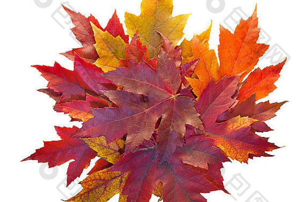 秋天季节枫木树桩叶子孤立的白色背景