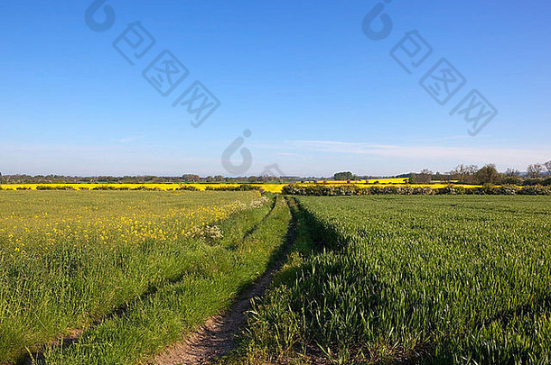 春天的<strong>英国风景</strong>，蓝天下五彩缤纷的耕地上有一条小路。