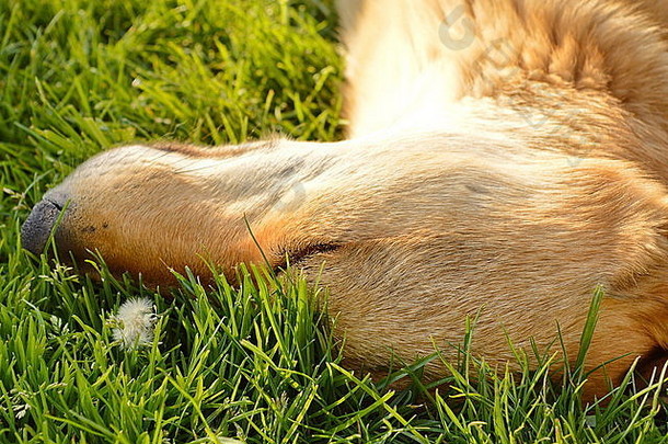 长着橘红色皮毛睡在草地上的狗
