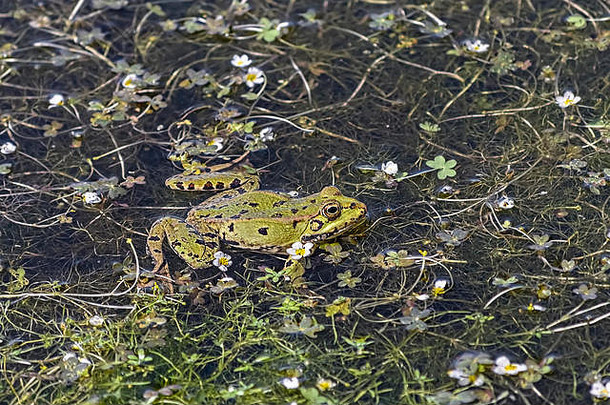 pelophylax刷美丽的绿色<strong>青蛙游泳</strong>池包围植物白色花自然野生场景春天时间阳光明媚的
