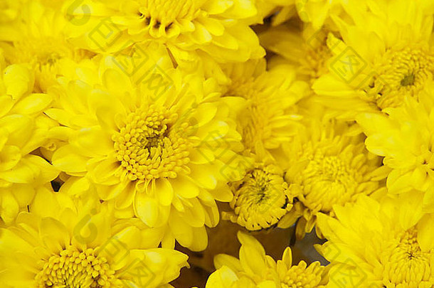 黄色的菊花花
