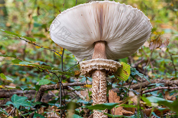 阳伞蘑菇