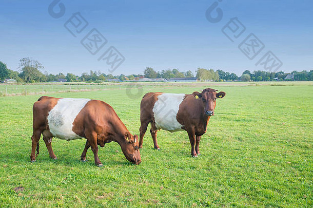 草地上系着带子的奶牛