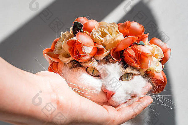 美丽的印花棉布的猫花环头可爱的kittty坐在花王冠头