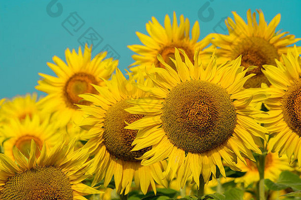 向日葵自然背景向日葵盛开的向日葵石油提高了皮肤健康促进细胞再生