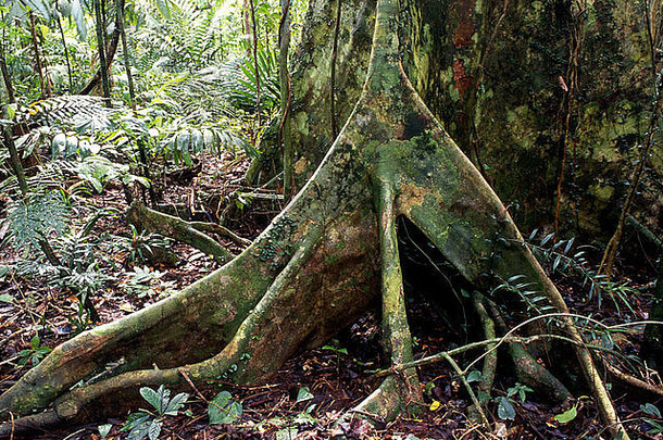 canarium萨洛蒙斯树低地热带雨林所罗门岛屿