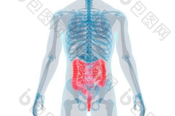 人体内消化系统器官大、小肠解剖
