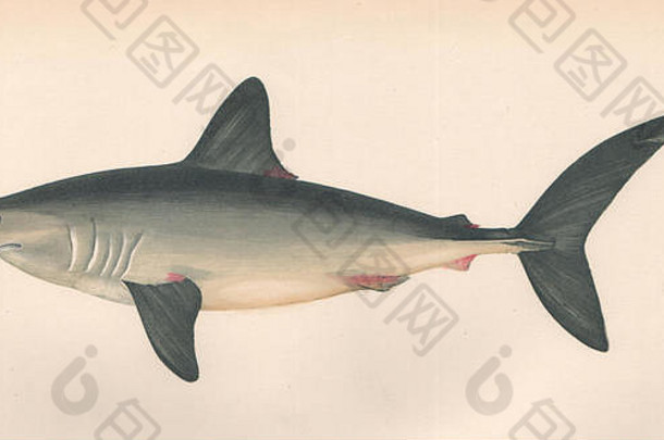 小猎犬。蓝鳍鲨，鲭鲨。沙发，仿古印花1862