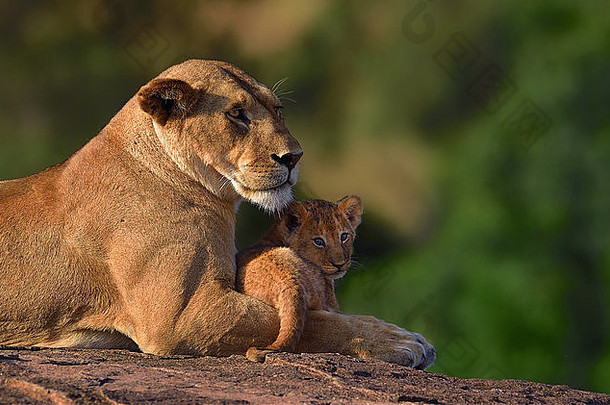 狮子妈妈。儿子温柔妈妈。！！!