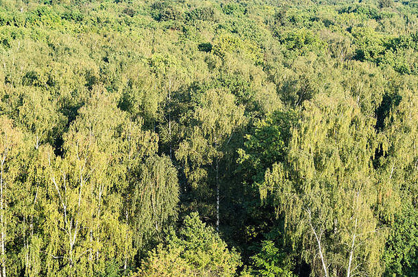 上图：阳光明媚的夏日，茂密的绿色森林中的桦树林